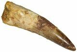 Fossil Spinosaurus Tooth - Real Dinosaur Tooth #360110-1